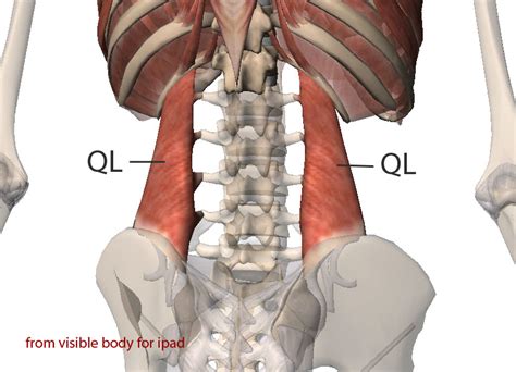 Spotlight On The Quadratus Lumborum - Protecting The Lower Back ...