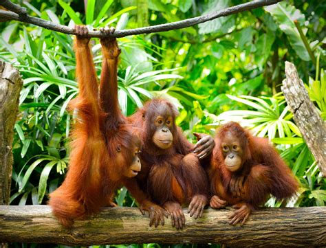 Orangutanger og nationalparker - Borneo - Rejs med Asien Travel