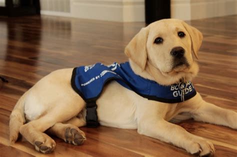 Training to Be a Service Dog - Service Animal Registry of ...