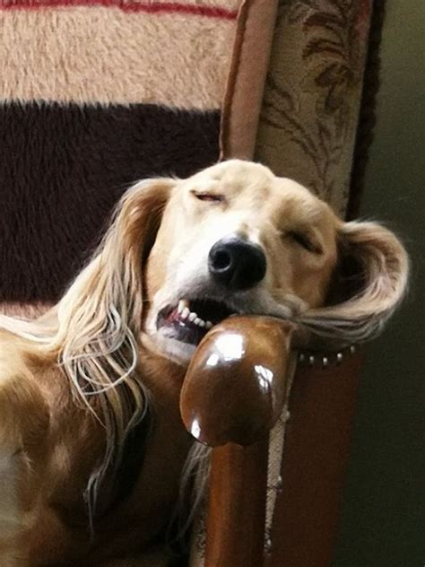 10 Times Dogs Woke Up In The Most Hilarious Ways [VIDEOS] - DogTime ...