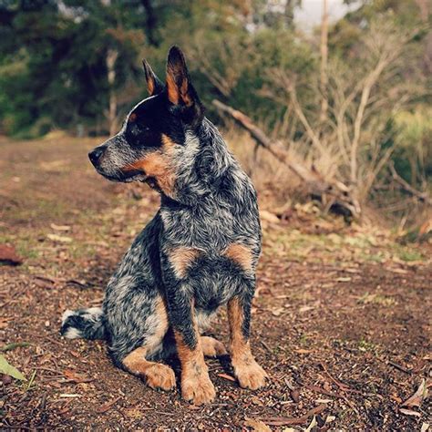 17 Photos Of Blue Heelers That Will Make You Say “Honey, We Need A Dog” | Blue heeler dogs ...