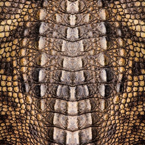 Crocodile leather | Stock image | Colourbox