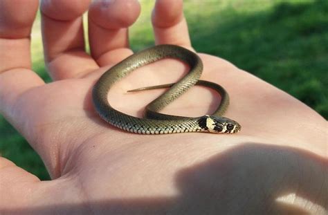 Grass Snake Facts, Description, Diet, and Pictures