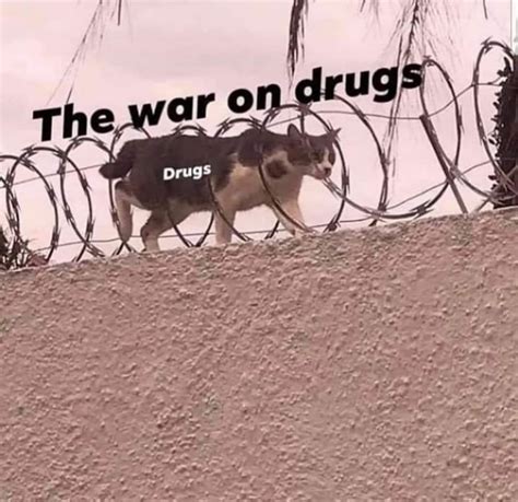 14+ Cat Memes Drugs - Factory Memes