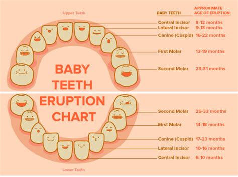 Tooth Eruption Chart Printable