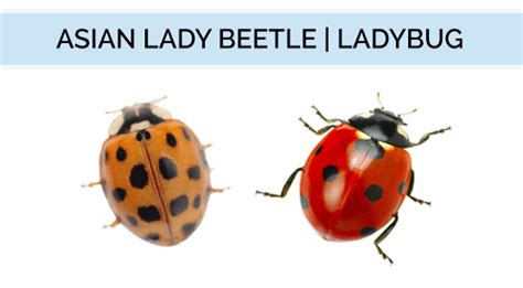 What do Asian Lady Beetles look like? | Asian Lady Beetle Identification Guide