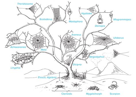 Sticky Science: the Evolution of Spider Webs | Scientific American