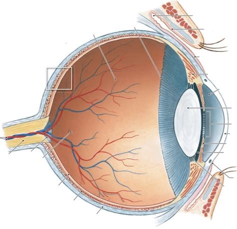 Eye Diagram 1 Diagram | Quizlet