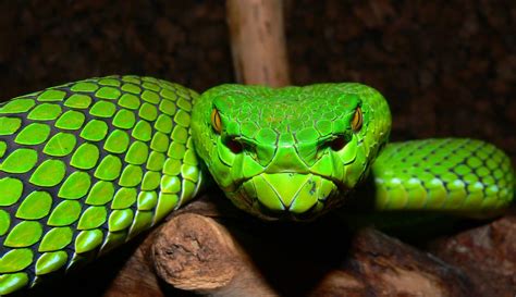 Philippines Islands Venomous Snakes and Poisonous Spiders and Other Dangerous Animals and ...