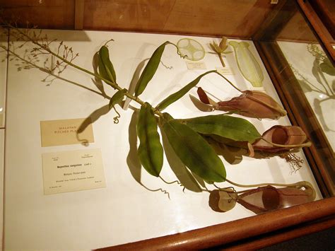 Glass Flowers - Harvard Museum - August 2009