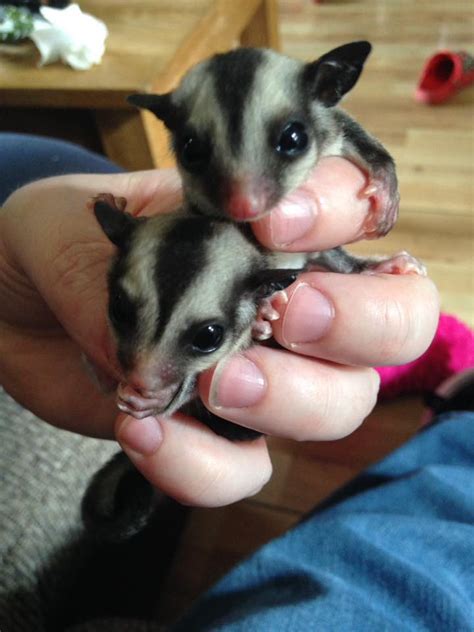 Exotic Pets: What is a Sugar Glider? | Petlife