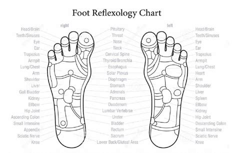 36 Free Printable Foot Reflexology Charts (Word | PDF)