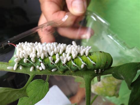 What are these strange white things attachted to this caterpillar ...