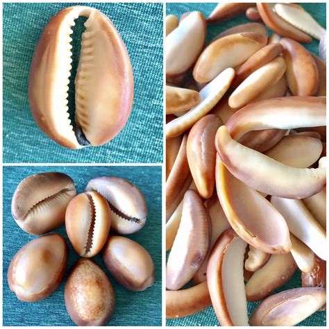 Cowrie shells found today! Flora And Fauna, Sea Shells, Beautiful ...