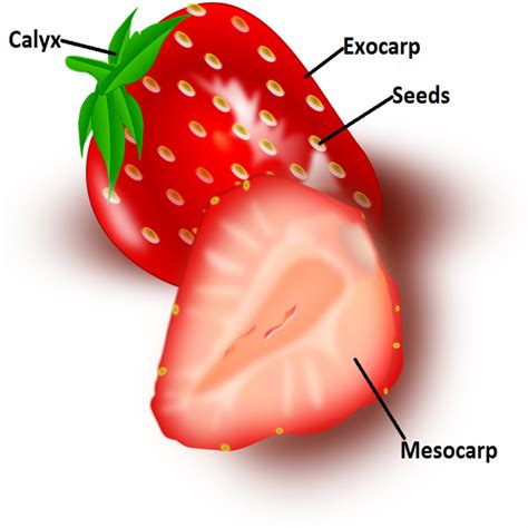 Strawberry Anatomy