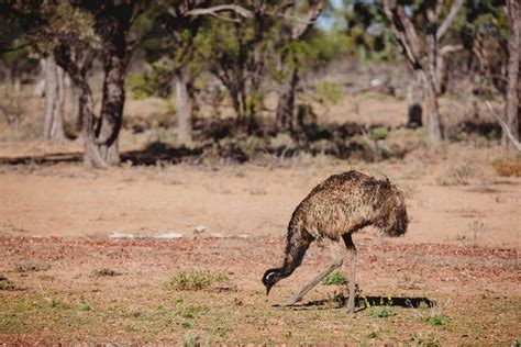 Image of Emu eating in nature - Austockphoto