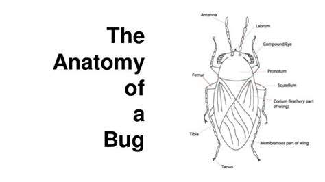 Anatomy of a bug