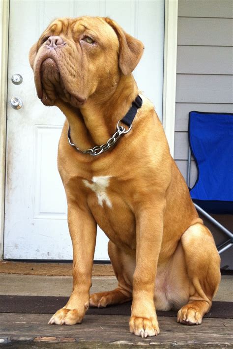 My dogue de bordeaux, Kujo. About 9 months old :) | Bordeaux dog, Dogs, Training your dog