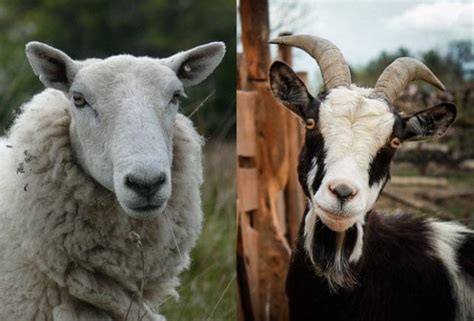 Sheep vs Goat Comparison (difference between a sheep and goat)