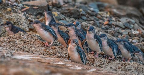 Oamaru Blue Penguin Colony Cams – Urban Wildlife Trust