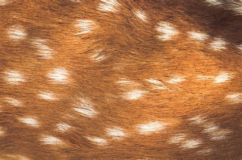 Free Photo | Deer skin pattern
