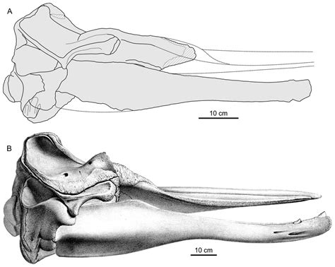 New beaked whales from the late Miocene of Peru and evidence for convergent evolution in stem ...