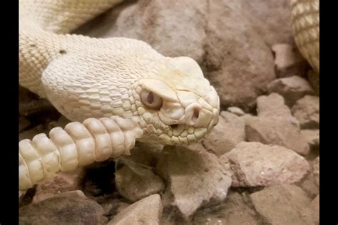 ASU’s beloved late albino rattlesnake Hector left a lasting impression ...