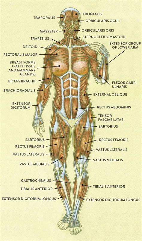 Muscle and Tendon Characteristics - Classic Human Anatomy in Motion: The Artist's Guide to the ...