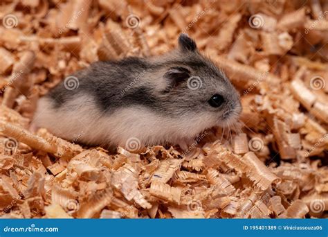 Campbell`s dwarf hamster stock image. Image of animal - 195401389