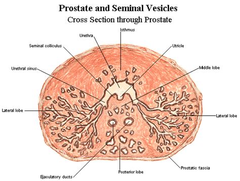 Prostate Anatomy Lobes