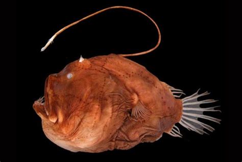 Anglerfish Mating - Anglerfish Mating | Male | Facts | Ark | Pictures ...