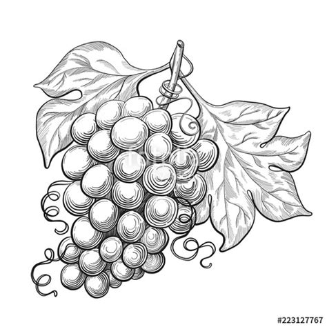 Grapes Leaves Drawing at PaintingValley.com | Explore collection of Grapes Leaves Drawing