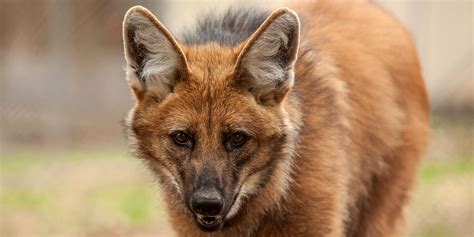 Maned wolf | Smithsonian's National Zoo and Conservation Biology Institute