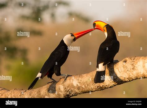 Stock photo of a toco toucan greeting, Pantanal, Brazil Stock Photo - Alamy