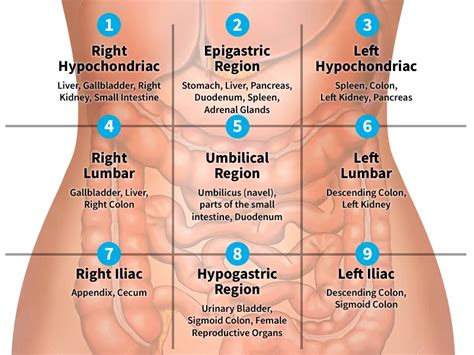 organs in the lower right abdomen - Google Search | Medical knowledge ...