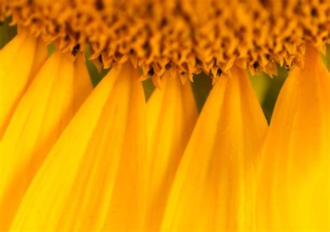 Premium Photo | Beautiful yellow sunflower close up