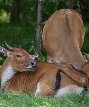 Banteng | The Wilds