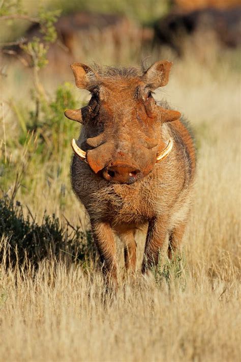 Warthog in Natural Habitat - South Africa Stock Image - Image of ...