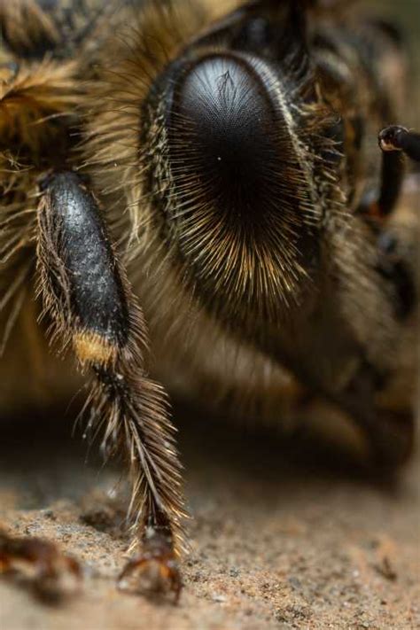 Honey Bees Have Hairy Eyes, Here's Why! (Not All Bee Eyes Are Hairy!)