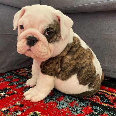 TEACUP ENGLISH BULLDOG PUPPIES FOR SALE NEAR ME - TEACUP ENGLISH BULLDOG PUPPIES FOR SALE NEAR ME