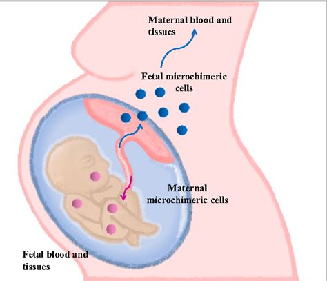Fetal Microchimerism: A genetic phenomenon for better or worse | Shanon Hunt