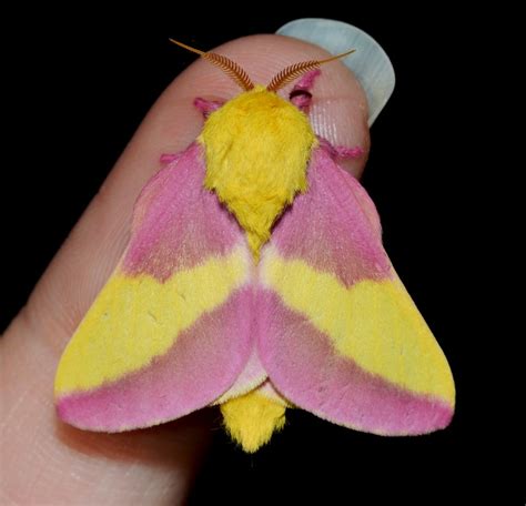 Flickriver: Photoset 'Rosy Maple Moth (Dryocampa rubicunda) ' by Wildreturn