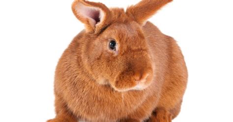 New Zealand Red Rabbit Information and Pictures - PetGuide | PetGuide