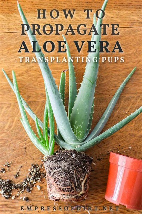 Propagating Aloe vera plants from pups is the easiest way to create new ...