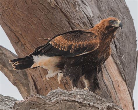 Wedge-tailed Eagle | BirdForum