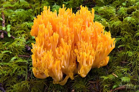 Coral Fungus (Ramaria leptoformosa) - Oregon Photography