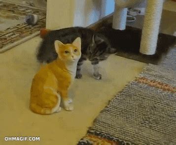 Cat Fail GIF - Find & Share on GIPHY