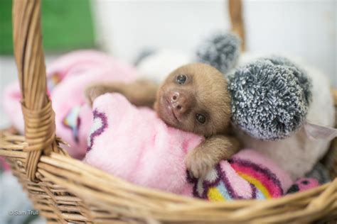 Meet Baby Sloth Cookie - The Sloth Institute