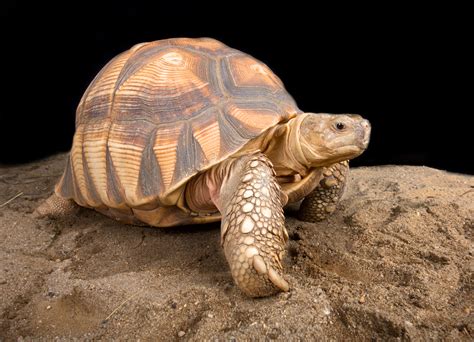 Some Interesting Facts About Tortoise Shells – Grammy Goals