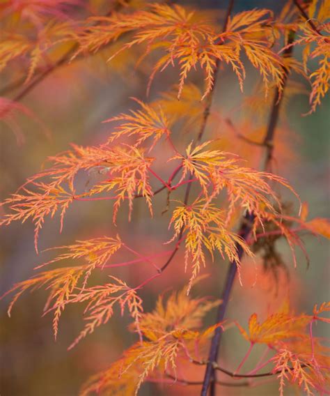 Best trees for fall color: with beautiful foliage | Homes & Gardens